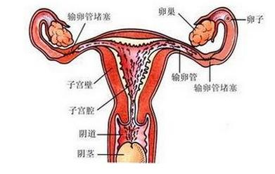卵巢癌能治愈嗎？